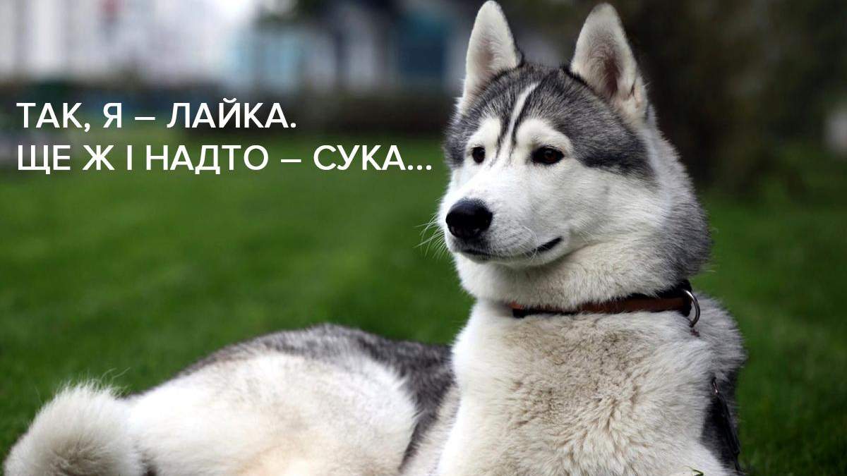 Брань – это далеко не только мат Брань – это далеко не только мат