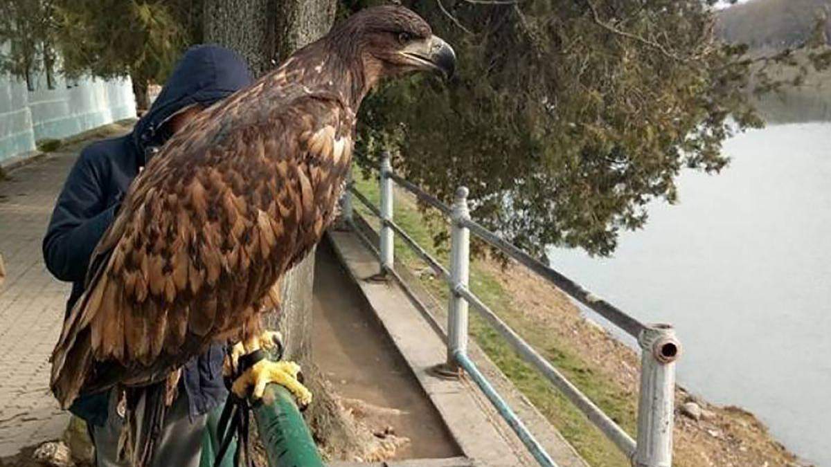 В Крыму избили туристов за отказ платить за фото с орлом В Крыму избили туристов за отказ платить за фото с орлом
