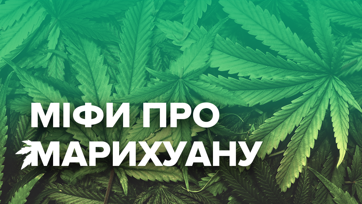 Міфи про канабіс - вплив марихуани на організм і психіку Міфи про канабіс - вплив марихуани на організм і психіку