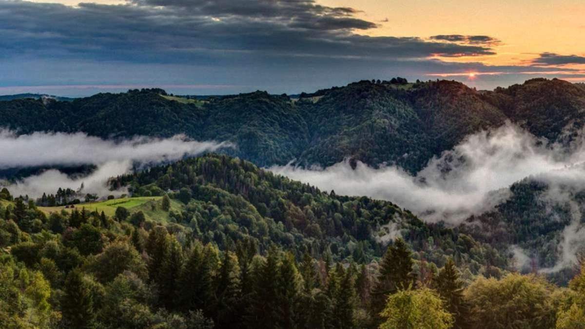 Карпатские леса Карпатские леса