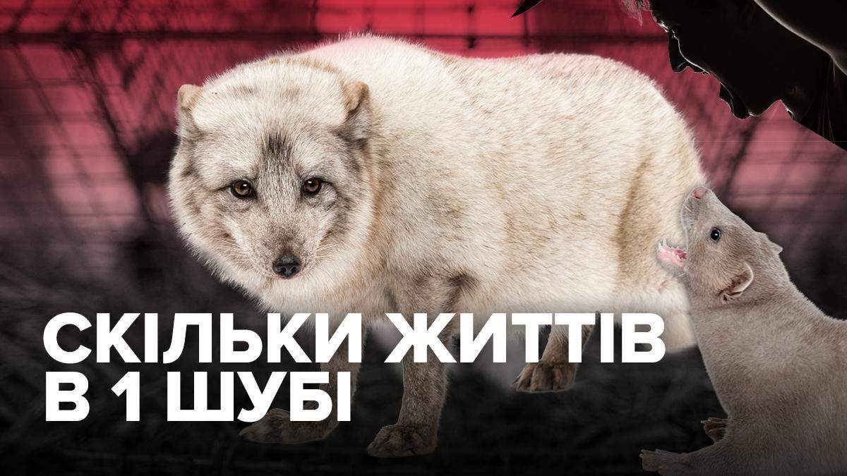 Сколько нужно убить животных на одну шубу Сколько нужно убить животных на одну шубу