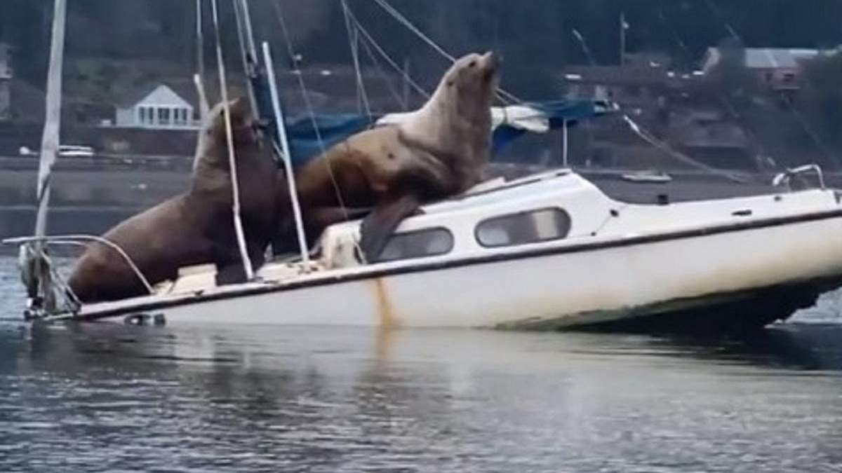 Морські леви на кораблику Морські леви на кораблику