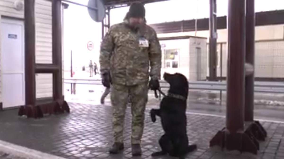 Прикордонники навчили собаку відповідати на гасло "Слава Україні" Прикордонники навчили собаку відповідати на гасло "Слава Україні"