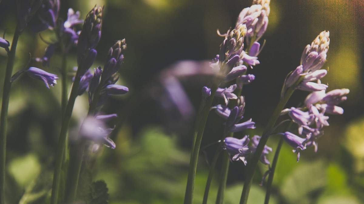 Ілюстративне фото орхідеї Ілюстративне фото орхідеї