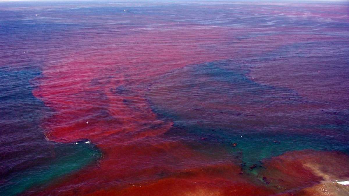 В Одесі море стало багряно-червоним через червоний приплив В Одесі море стало багряно-червоним через червоний приплив