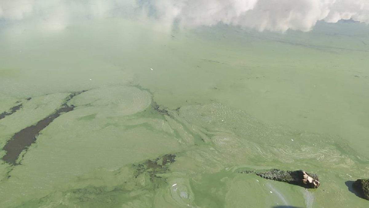 Вода у Бузькому лимані стала яскраво-зеленою: фото Вода у Бузькому лимані стала яскраво-зеленою: фото